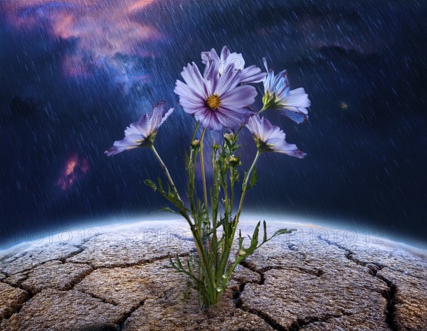 Flower grows from cracked earth under a rainfall, embodying resilience, hope, and renewal amidst adversity, emphasizing nature's ability to flourish even in challenging conditions, AI generated