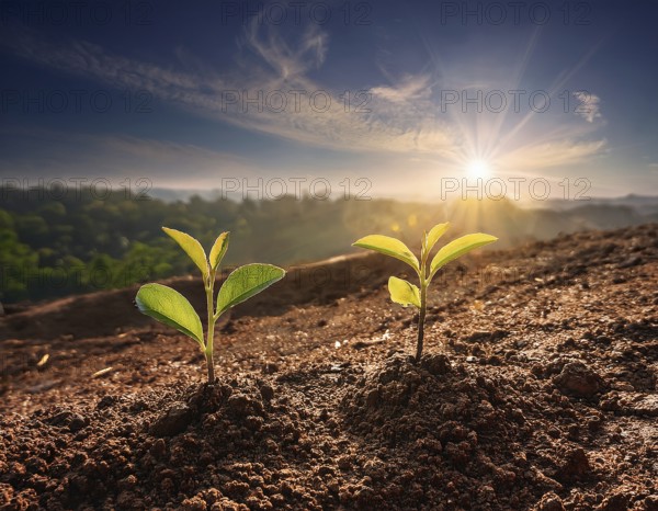 Life Concept. Existence survival being consciousness. Growth of new life, AI generated