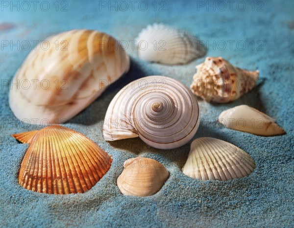 Composition with beach water, sand, starfish and seashells. Summer vacations concept, AI generated