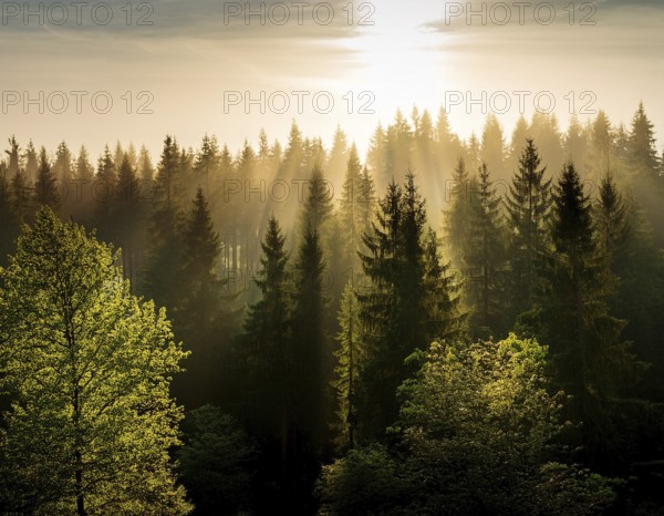 Beautiful rays of sunlight in a green forest.forest in evening light, AI generated