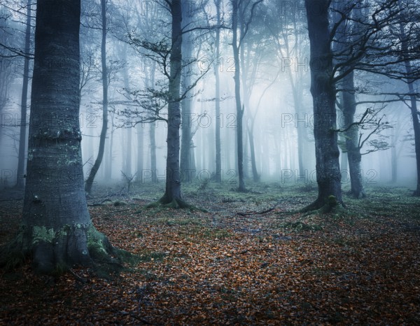 Mysterious dark misty forest dark magical forest night scary panorama halloween landscape, AI generated