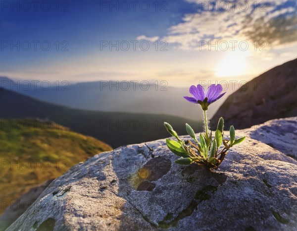 Flowers bloom against a backdrop of sunlight, thriving on a rocky surface under a clear blue sky, symbolizing perseverance and nature's beauty, AI generated