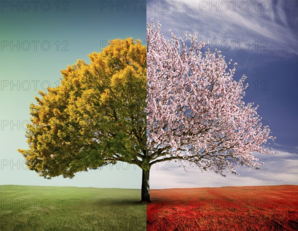Vivid representation of a tree embodying spring blossoms on one half and autumn fruits on the other, symbolizing changing seasons and harmony, AI generated