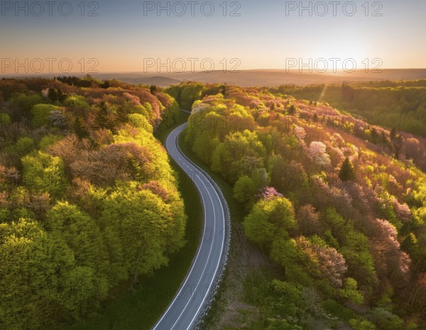 A scenic aerial view of a serpentine road surrounded by lush green forest, illuminated by soft golden hour sunlight, conveying serenity and natural beauty in a springtime setting, AI generated