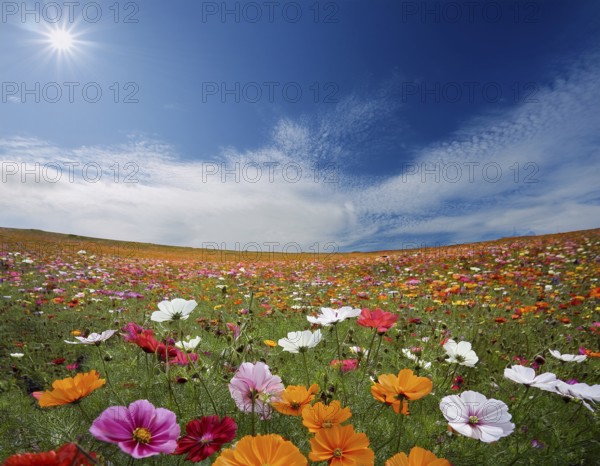 A colorful meadow filled with various wildflowers in full bloom under a vibrant blue sky with dramatic clouds. This scenic view captures the essence of natural beauty and freshness, AI generated