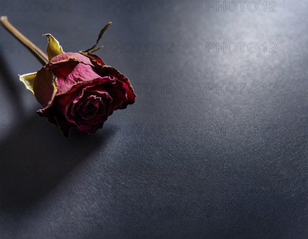 Withered Red Rose on Dark Background with Moody Lighting, AI generated