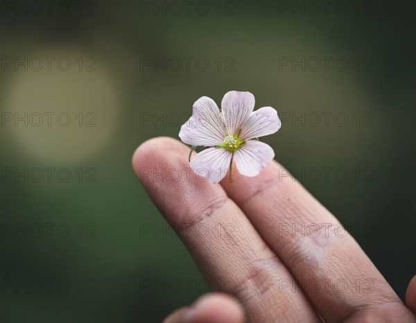 A gentle hand carefully holds a small flower with adarl color background, AI generated