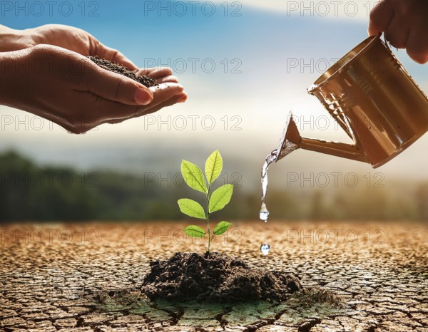 A close-up of hands nurturing a young plant by pouring water, symbolizing hope, growth, and environmental conservation in arid conditions, AI generated