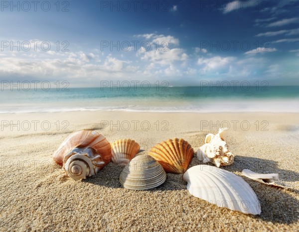Composition with beach water, sand, starfish and seashells. Summer vacations concept, AI generated
