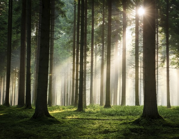Beautiful rays of sunlight in a green forest.forest in evening light, AI generated