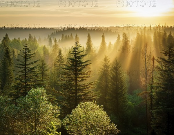 Beautiful rays of sunlight in a green forest.forest in evening light, AI generated