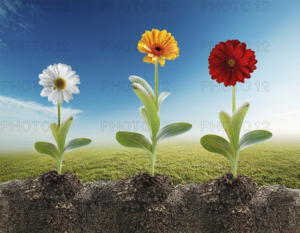 Growing flowerPlant Sequence - a seedling grows progressively- metaphor for success or growth, AI generated