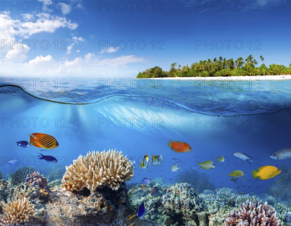 Scuba diver diving over coral tropical reef, with colorful sea fish beautiful ocean ecosystem, AI generated