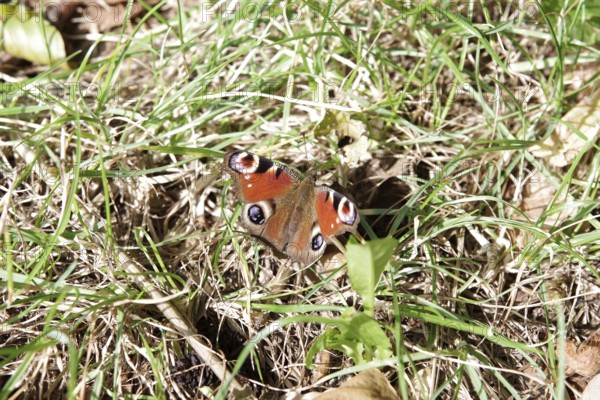 Peacock butterfly (Aglais io), butterfly, open wings, colourful, autumn, forest floor, Germany, The butterfly sits between grass and dried leaves on the ground