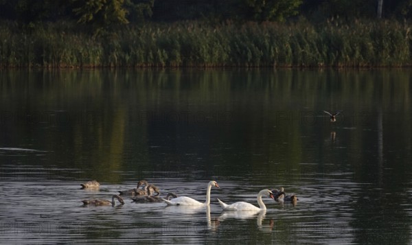 Lusatian pond landscape, swans, evening mood, summer, Saxony, Germany