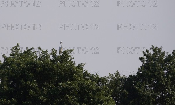Lusatian pond landscape, great white egret, evening mood, summer, Saxony, Germany