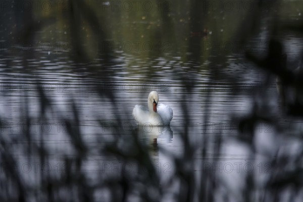 Lusatian pond landscape, swan, evening mood, summer, Saxony, Germany