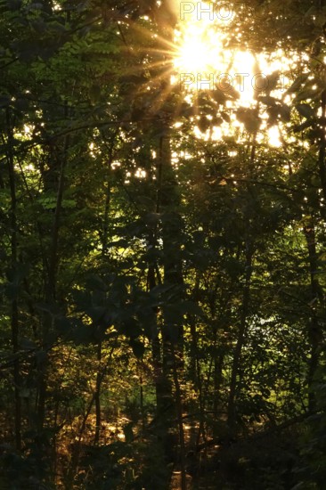 Lusatian pond landscape, evening mood, summer, Saxony, Germany
