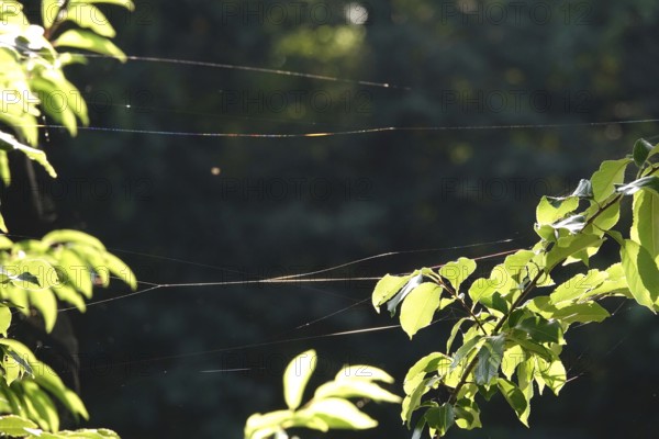 Spider web, summer, Germany