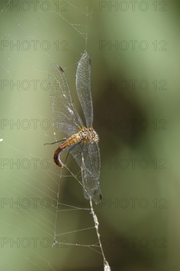 Spider web, dragonfly, summer, Germany