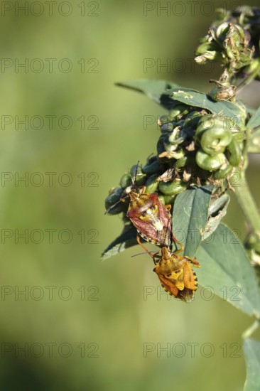 Bug, Summer, Germany