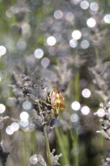 Bug, Summer, Germany