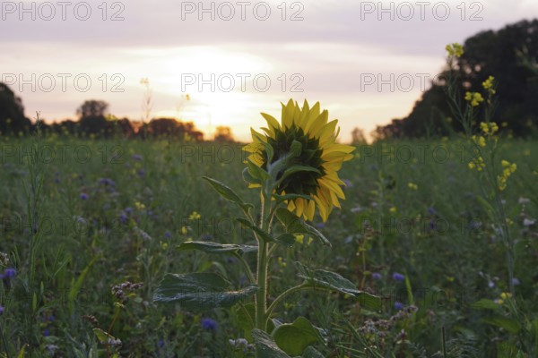 Sunflower (Helianthus annuus), yellow, meadow, blossom, beauty, late summer, colours, Germany, A sunflower from the back in the flower field