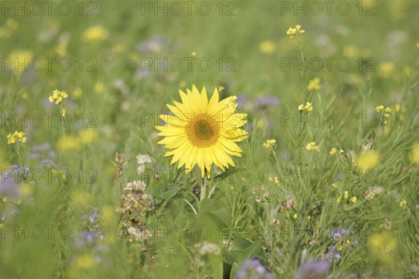 Sunflower (Helianthus annuus), yellow, meadow, blossom, beauty, late summer, Germany, A blooming sunflower in a flower field