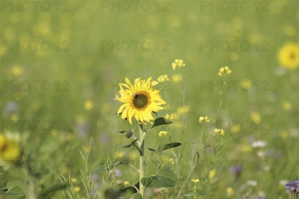 Sunflower (Helianthus annuus), yellow, meadow, blossom, beauty, late summer, Germany, A blooming sunflower in a flower field