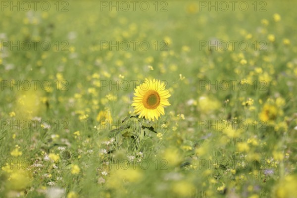 Sunflower (Helianthus annuus), yellow, meadow, blossom, beauty, late summer, Germany, A blooming sunflower in a flower field