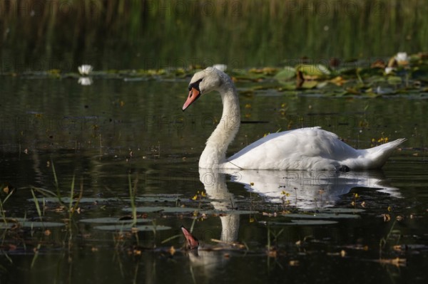 Swan, Lusatian pond landscape, Saxony, Germany