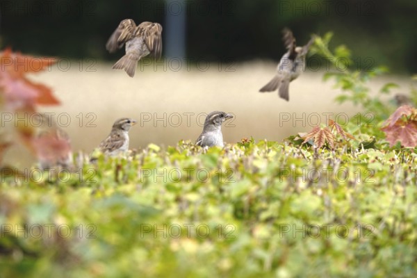 Sparrows in a garden hedge, summer, Germany