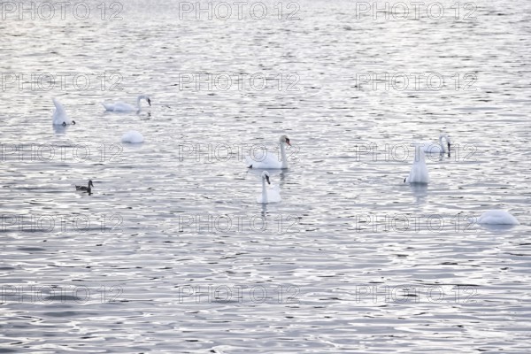 Swans, Summer, Lake Constance, Baden-Württemberg, Germany