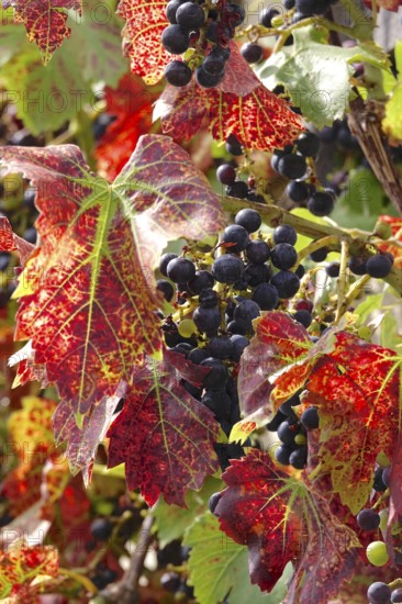 Grapes on the vine, autumn leaves, Germany