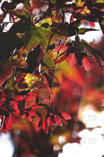 Fan maple, summer, Germany