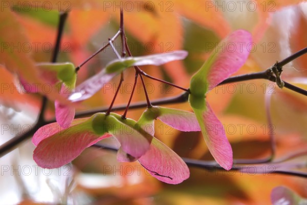 Fan maple, summer, Germany
