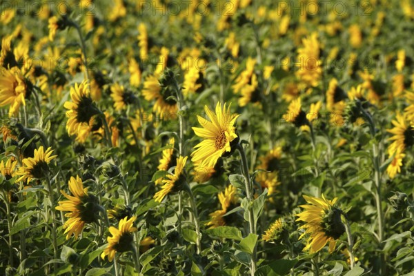 Picturesque sunflowers, Summer, Germany