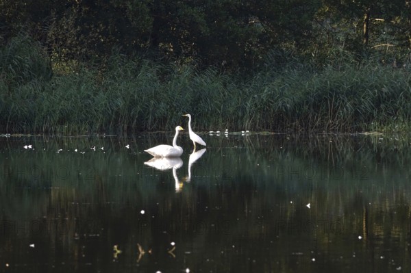 Great White Egret and Whooper Swan, Lusatian Pond Landscape, Summer, Saxony, Germany