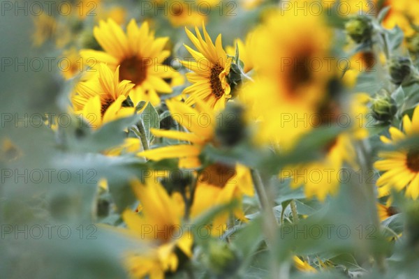 Picturesque sunflowers, Summer, Germany