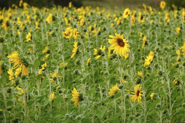 Picturesque sunflowers, Summer, Germany