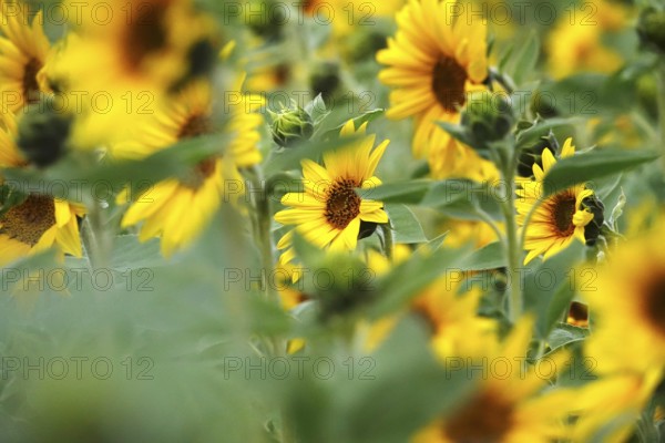Picturesque sunflowers, Summer, Germany
