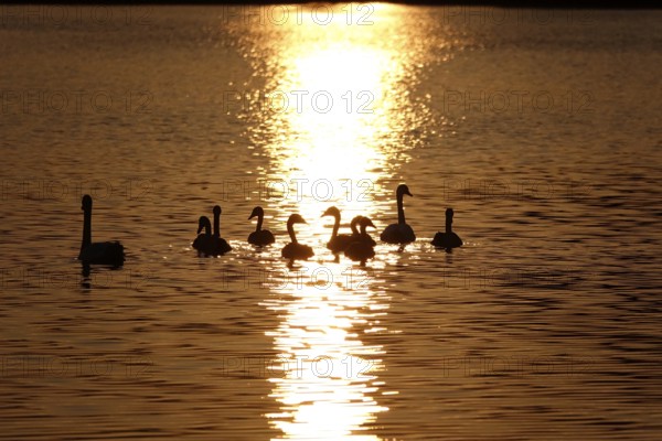 Lusatian pond landscape, beautiful evening mood, summer, Saxony, Germany