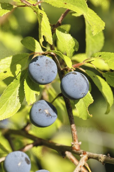 Blackthorn (Prunus spinosa), branch with ripe fruit, autumn, Wilnsdorf, North Rhine-Westphalia, Germany