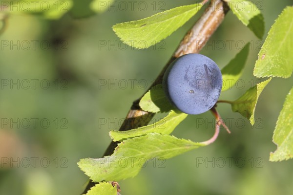 Blackthorn (Prunus spinosa), branch with ripe fruit, autumn, Wilnsdorf, North Rhine-Westphalia, Germany