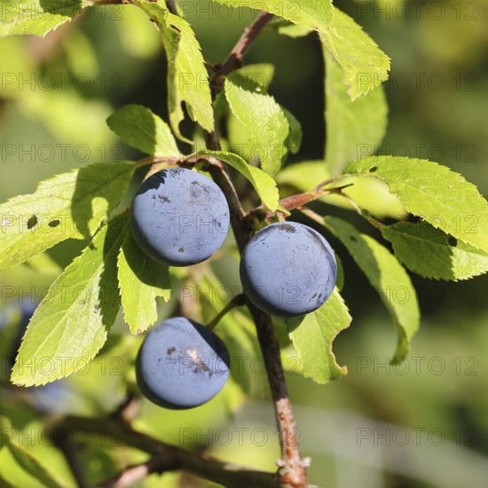 Blackthorn (Prunus spinosa), branch with ripe fruit, autumn, Wilnsdorf, North Rhine-Westphalia, Germany