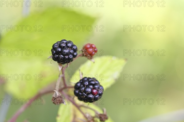 Blackberries (Rubus fruticosus), ripe fruit on a bush in a forest, Wilnsdorf, North Rhine-Westphalia, Germany