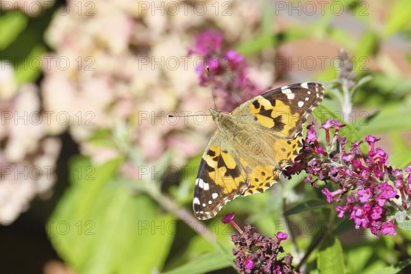 Thistle butterfly (Vanessa cardui) on a Buddleja davidii flower, Wilnsdorf, North Rhine-Westphalia, Germany