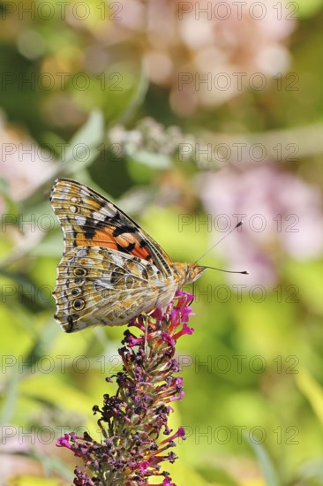 Thistle butterfly (Vanessa cardui) on a Buddleja davidii flower, wings closed, underside of wings, Wilnsdorf, North Rhine-Westphalia, Germany