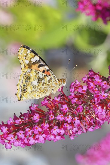 Thistle butterfly (Vanessa cardui) on a Buddleja davidii flower, wings closed, underside of wings, Wilnsdorf, North Rhine-Westphalia, Germany