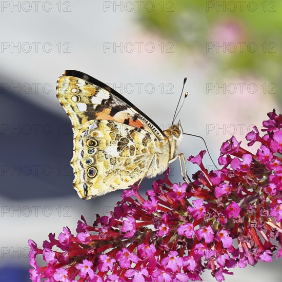 Thistle butterfly (Vanessa cardui) on a Buddleja davidii flower, wings closed, underside of wings, Wilnsdorf, North Rhine-Westphalia, Germany